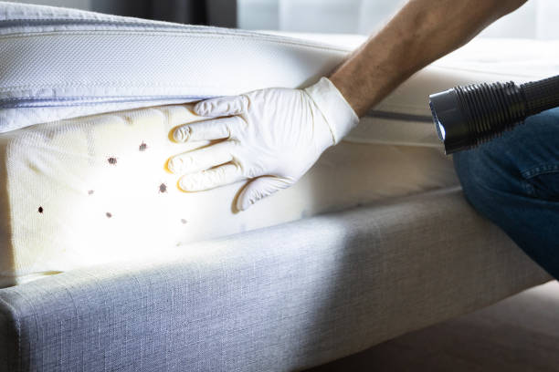 Best Flea Control Services  in Cozad, NE